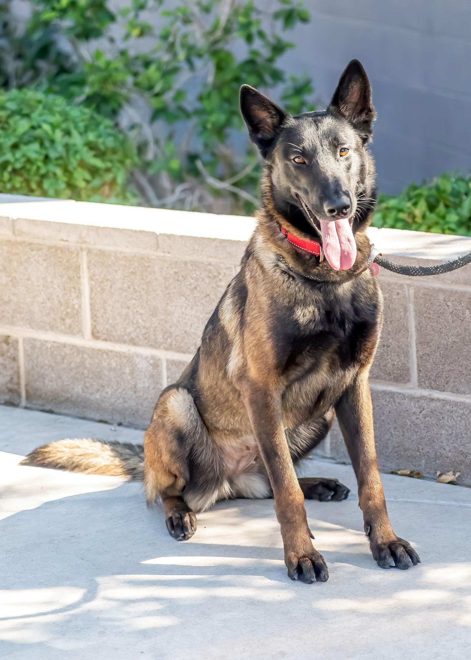 Enlarge VERONICA, a Adoptable Belgian Shepherd / Malinois in Scottsdale, AZ image 3/3