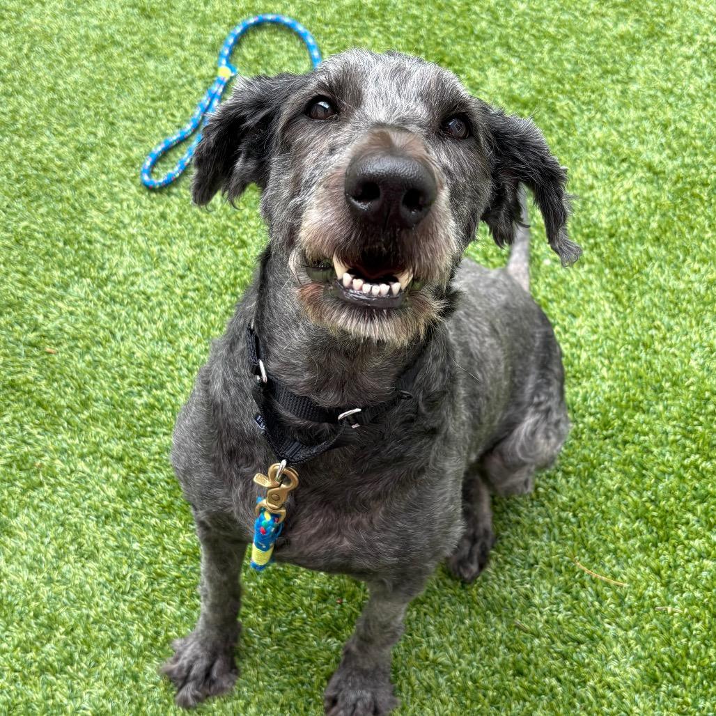 Allie, Adoptable, Adult Female Poodle & Black Labrador Retriever.