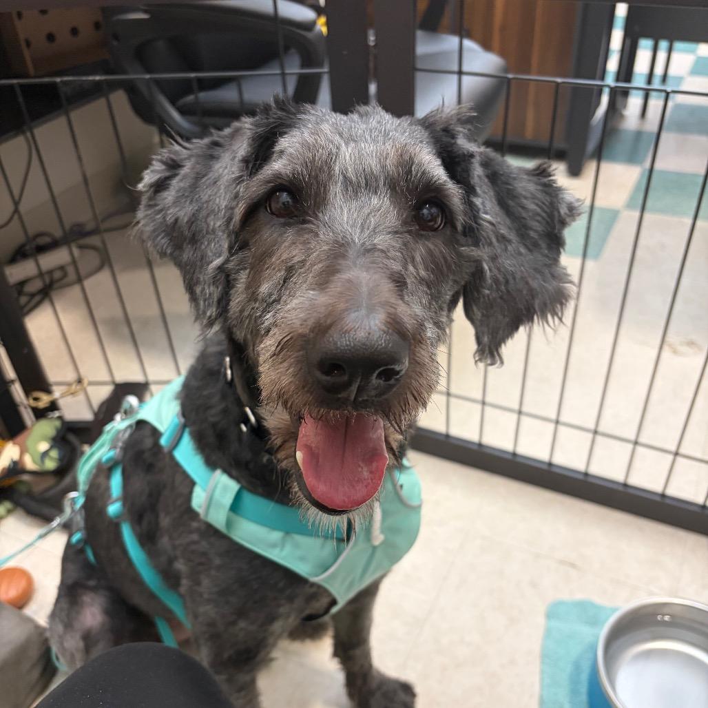 Enlarge Allie, a Adoptable mixed breed in Bedford, NH image 2/5
