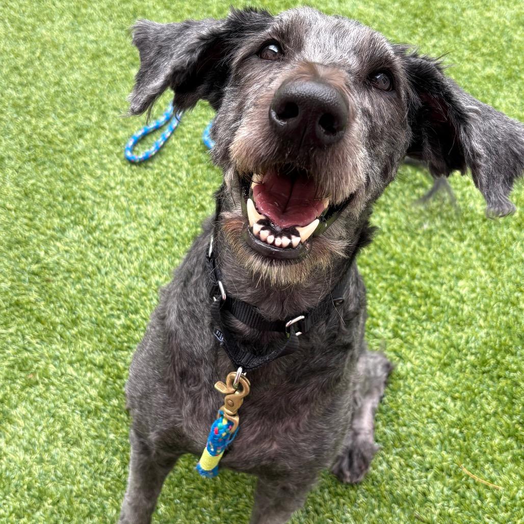 Enlarge Allie, a Adoptable mixed breed in Bedford, NH image 3/5