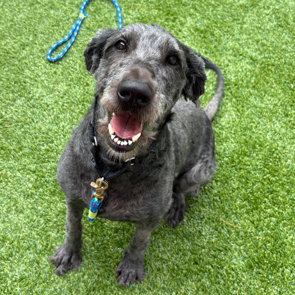 Enlarge Allie, a Adoptable mixed breed in Bedford, NH image 4/5