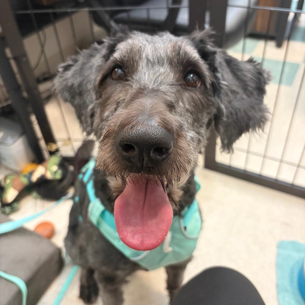 Enlarge Allie, a Adoptable mixed breed in Bedford, NH image 5/5