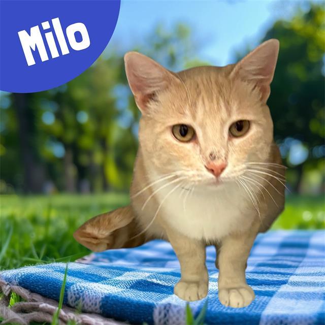 MILO, Adoptable, Adult Male Domestic Short Hair & Domestic Short Hair.
