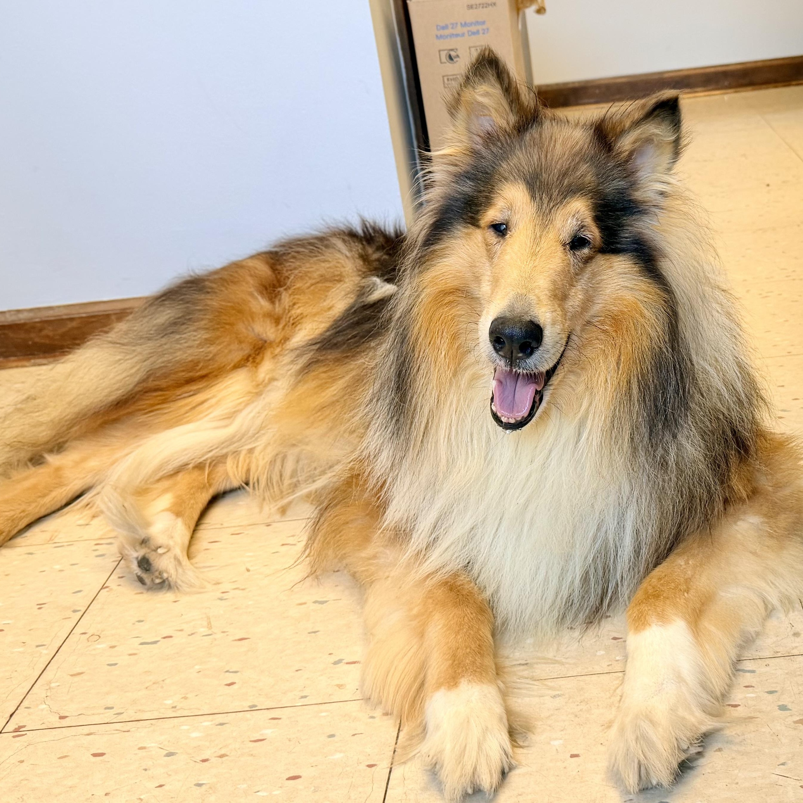 Tango, an adopted Rough Collie in Philadelphia, PA image 5/6