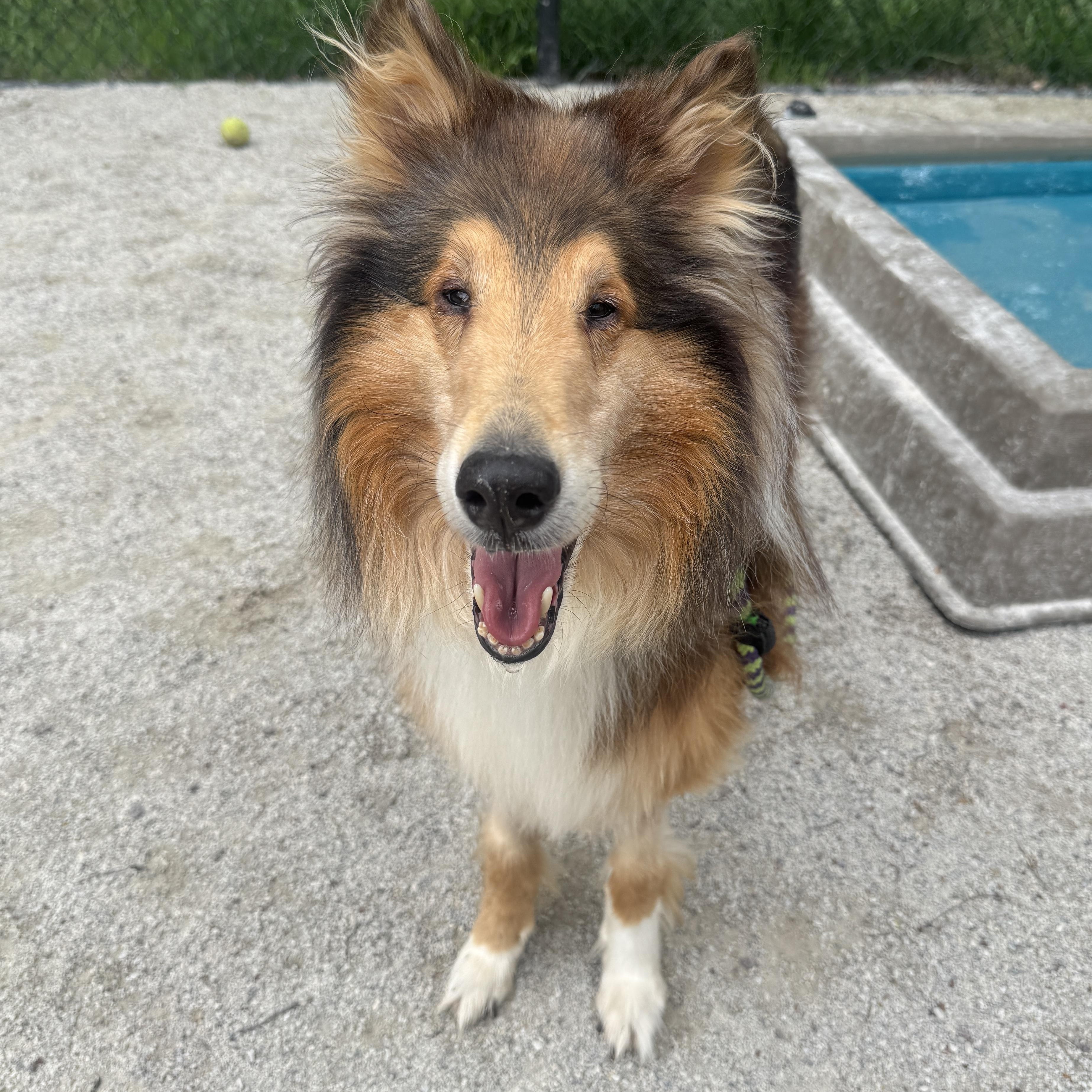 Tango, an adopted Rough Collie in Philadelphia, PA image 1/6