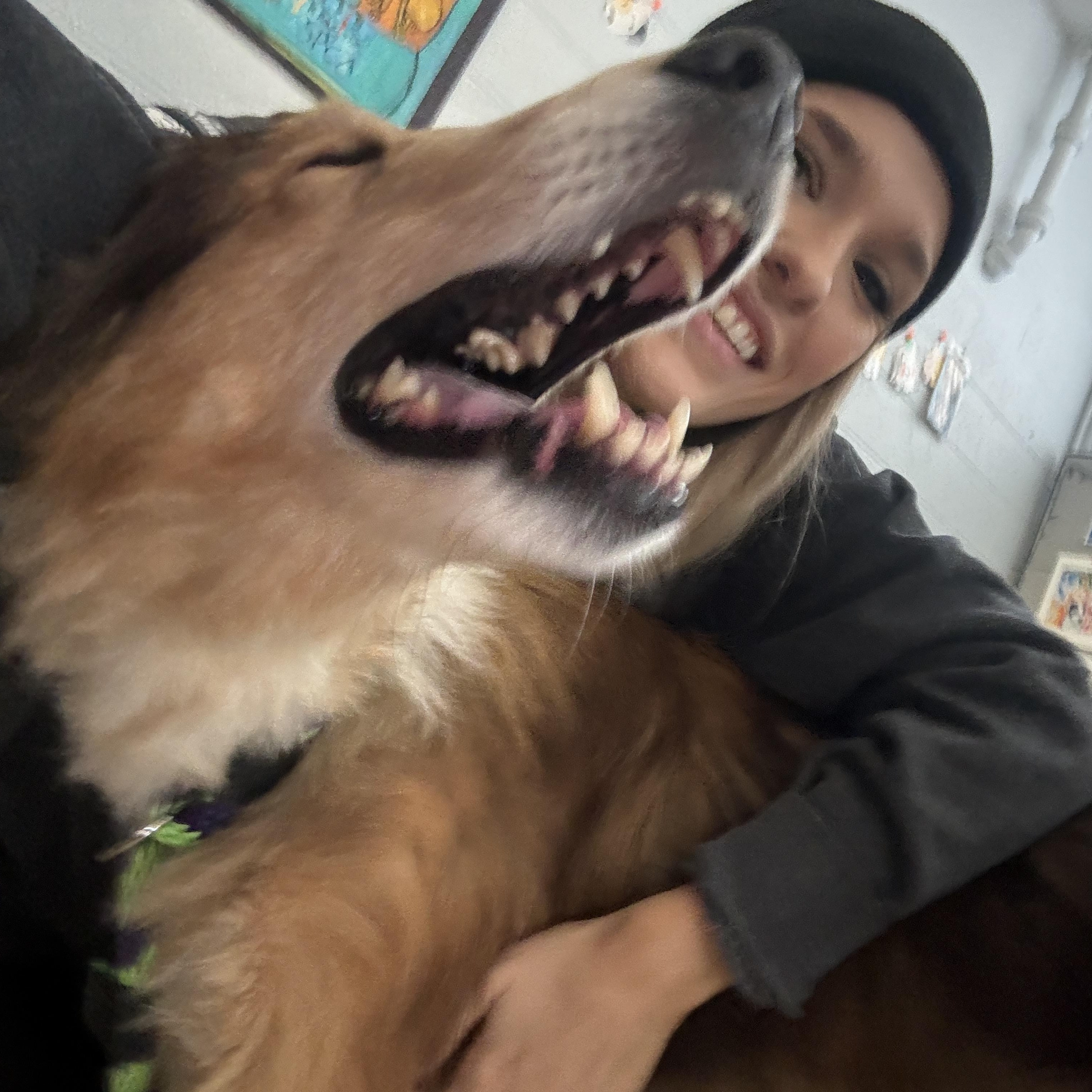Tango, an adopted Rough Collie in Philadelphia, PA image 6/6