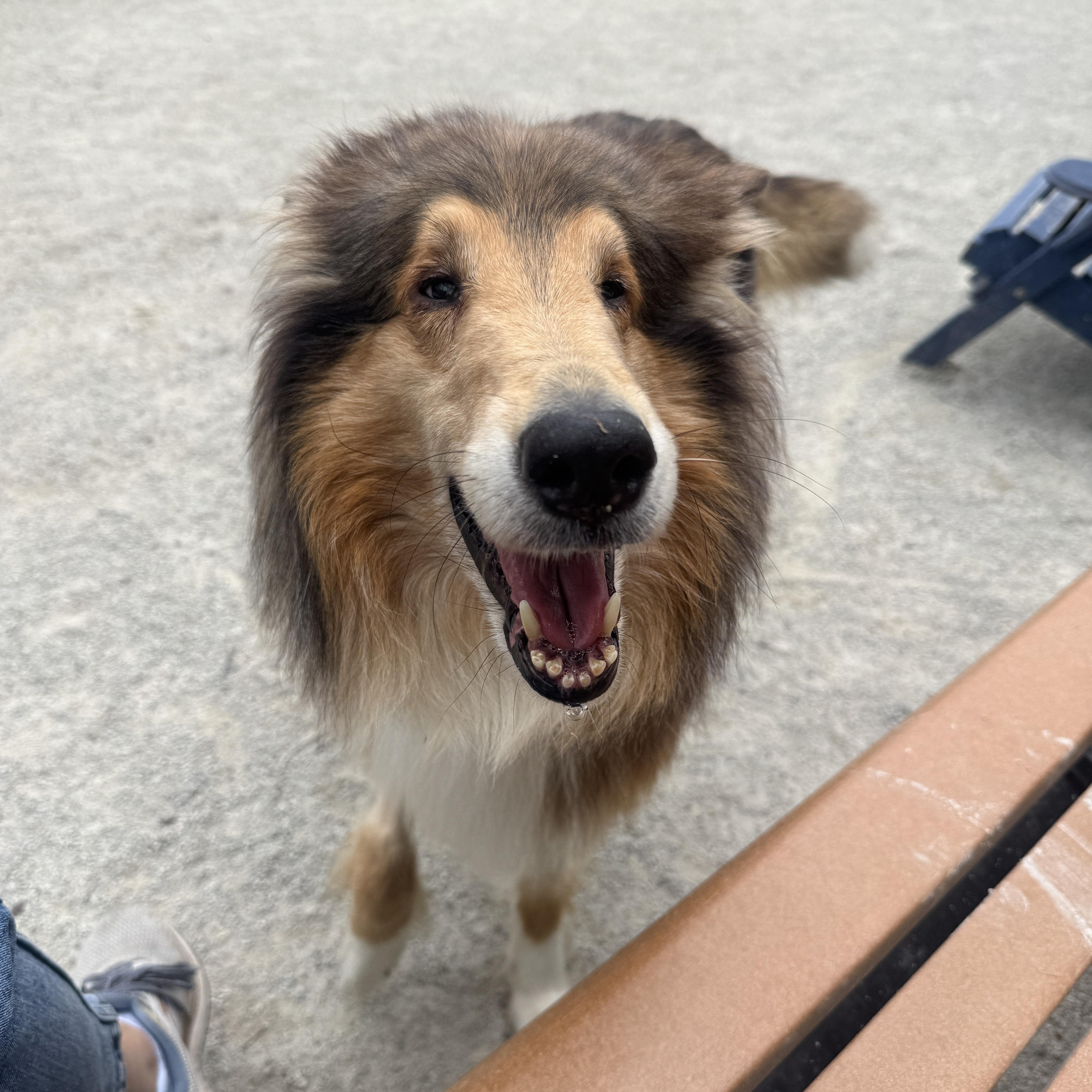 Tango, an adopted Rough Collie in Philadelphia, PA image 3/6
