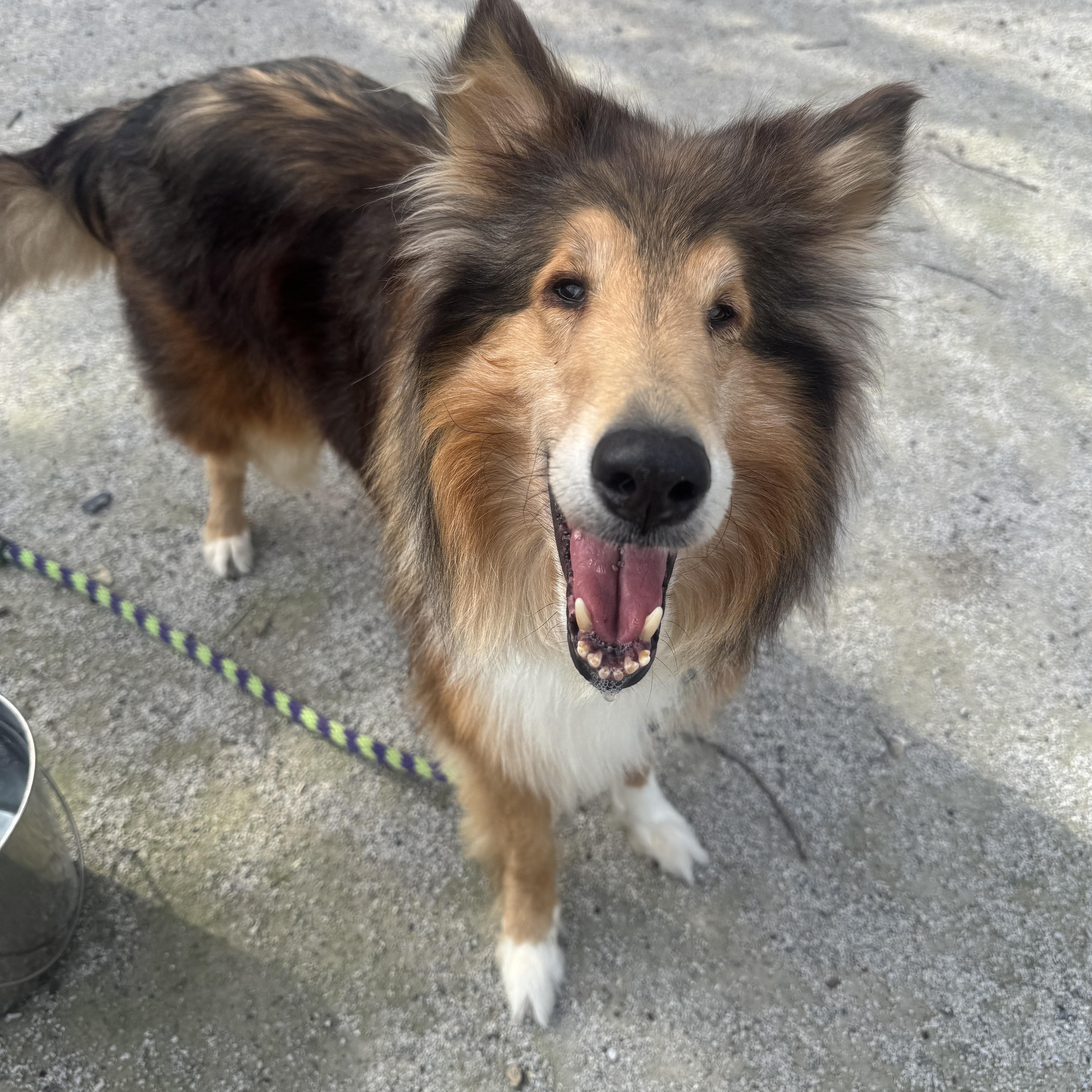 Tango, an adopted Rough Collie in Philadelphia, PA image 4/6