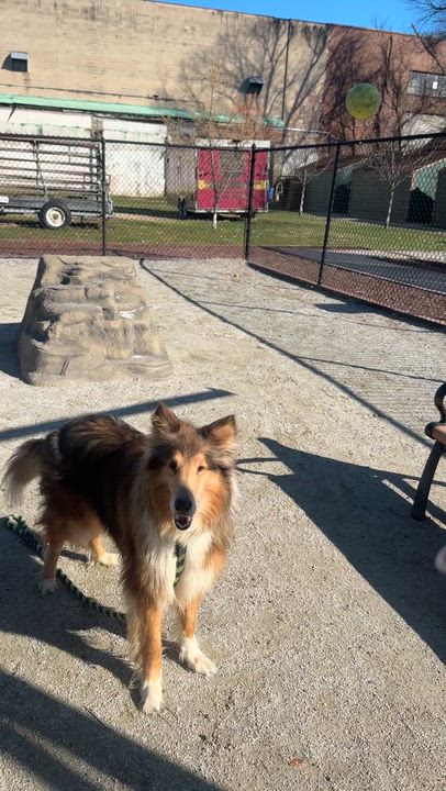 Enlarge Tango, an adopted Rough Collie in Philadelphia, PA video 2/6