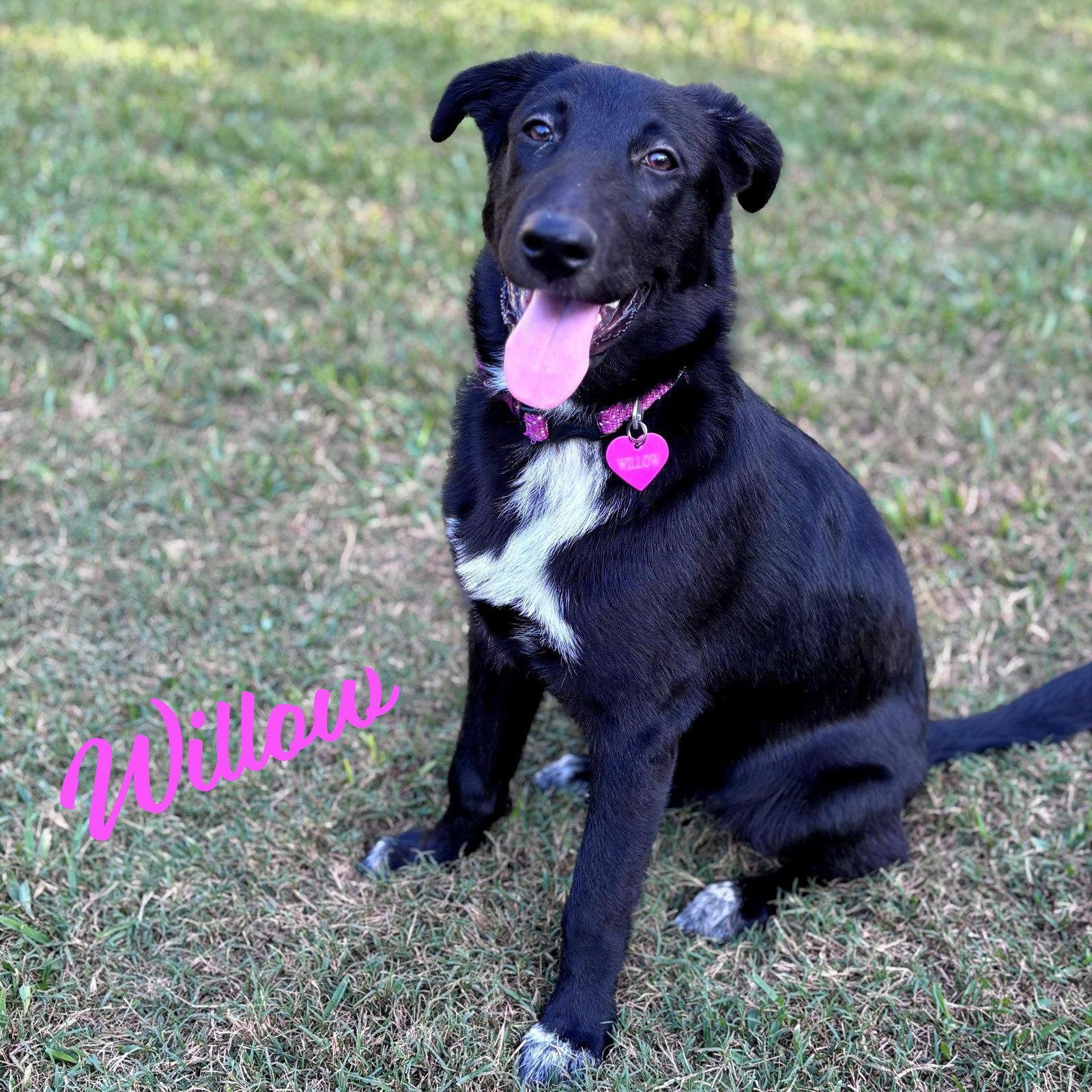 Willow #docile-temper, Adopted, Puppy Female Border Collie & Labrador Retriever.