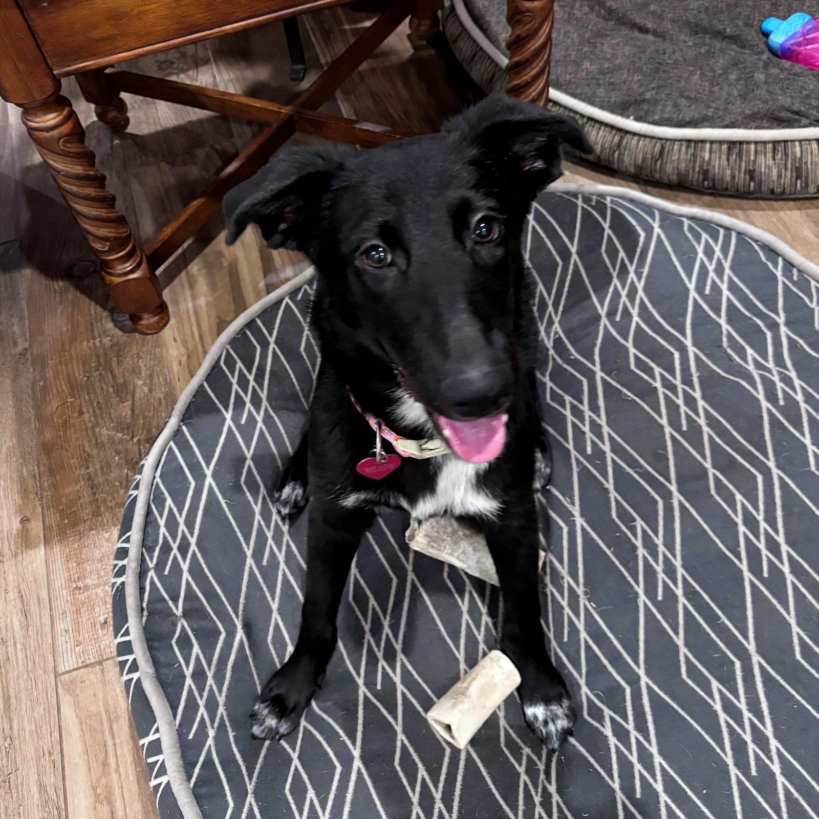 Willow #docile-temper, a Adopted mixed breed in Houston, TX image 2/2