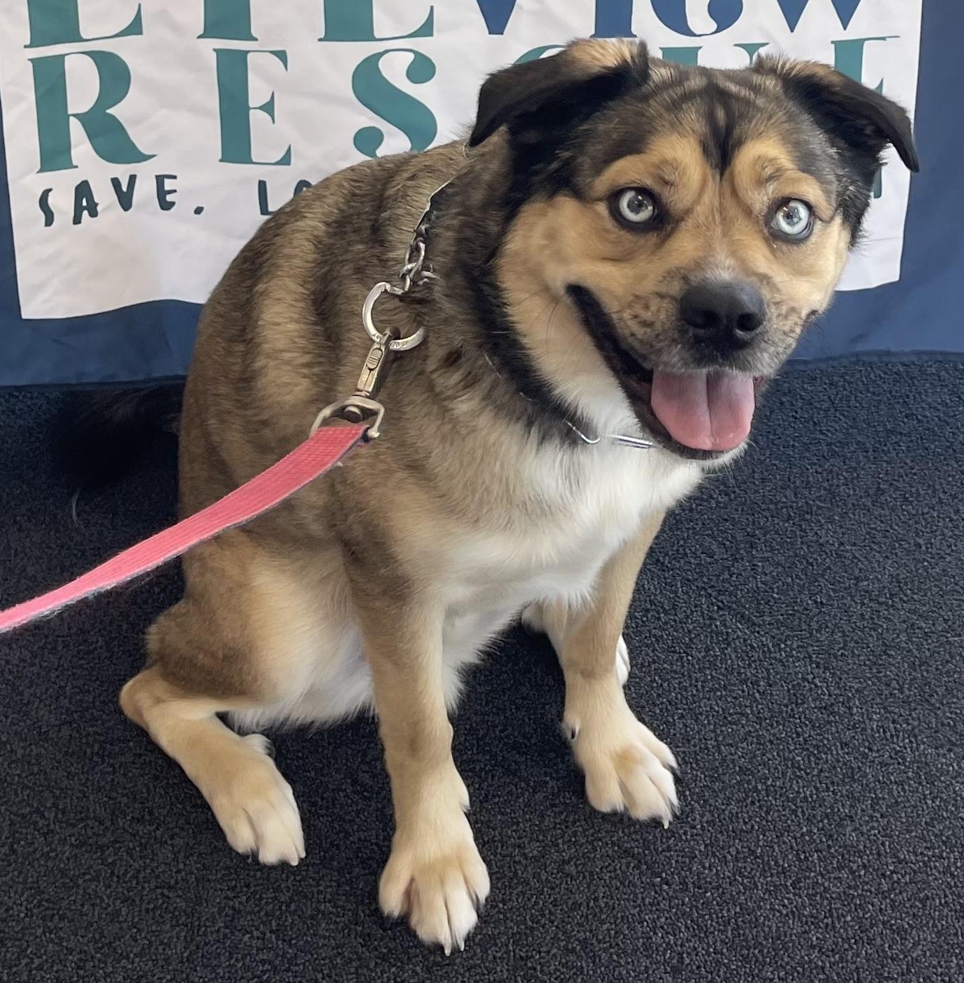 Jax, a Adopted mixed breed in POCOMOKE CITY, MD image 1/4