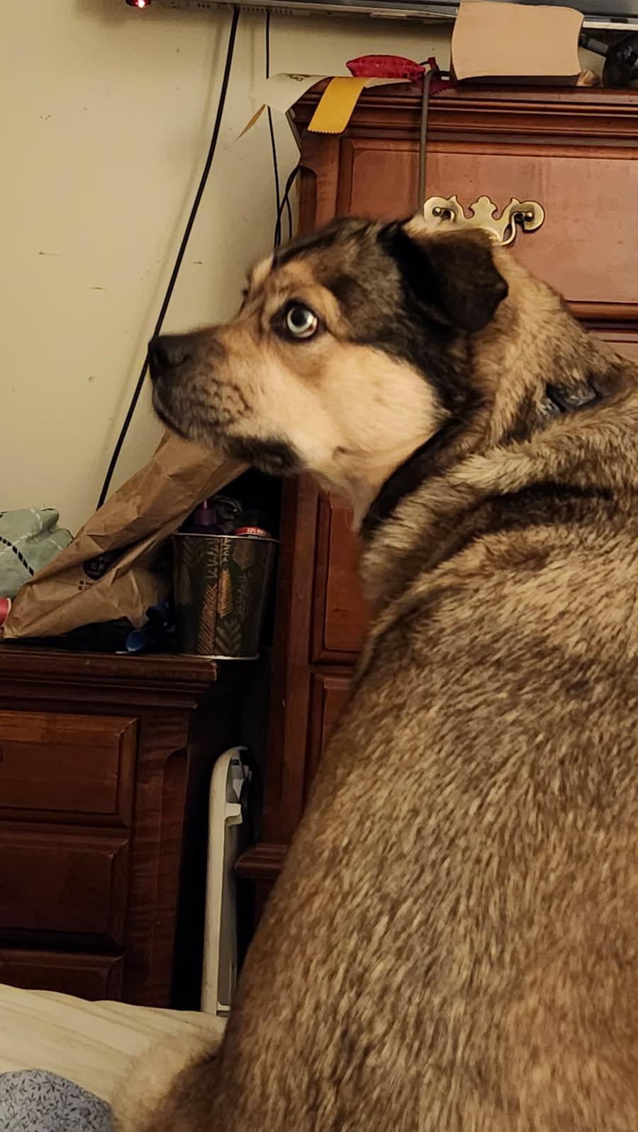 Jax, a Adopted mixed breed in POCOMOKE CITY, MD image 2/4