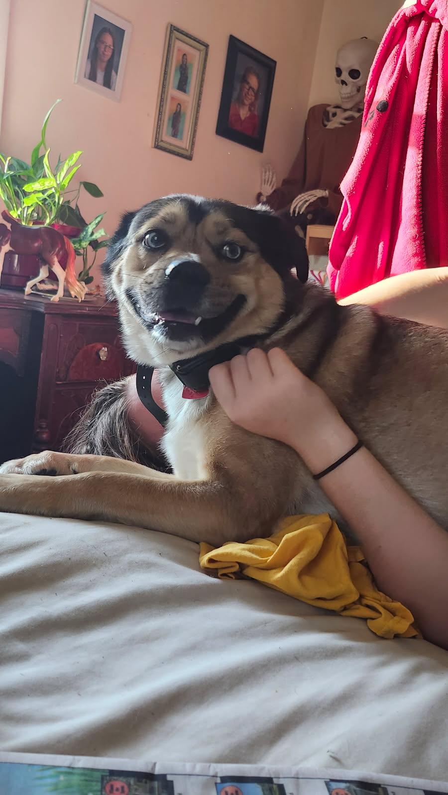 Jax, a Adopted mixed breed in POCOMOKE CITY, MD image 3/4