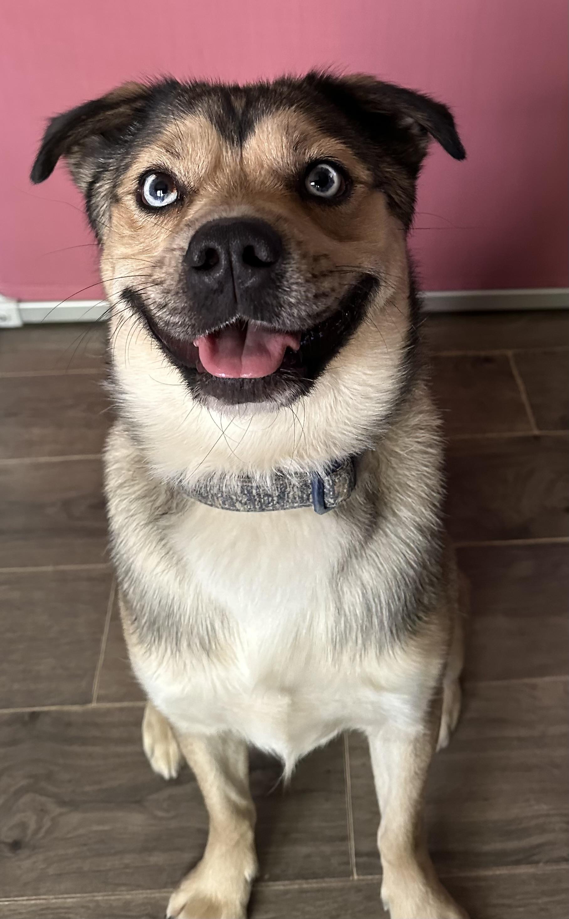 Jax, a Adopted mixed breed in POCOMOKE CITY, MD image 4/4