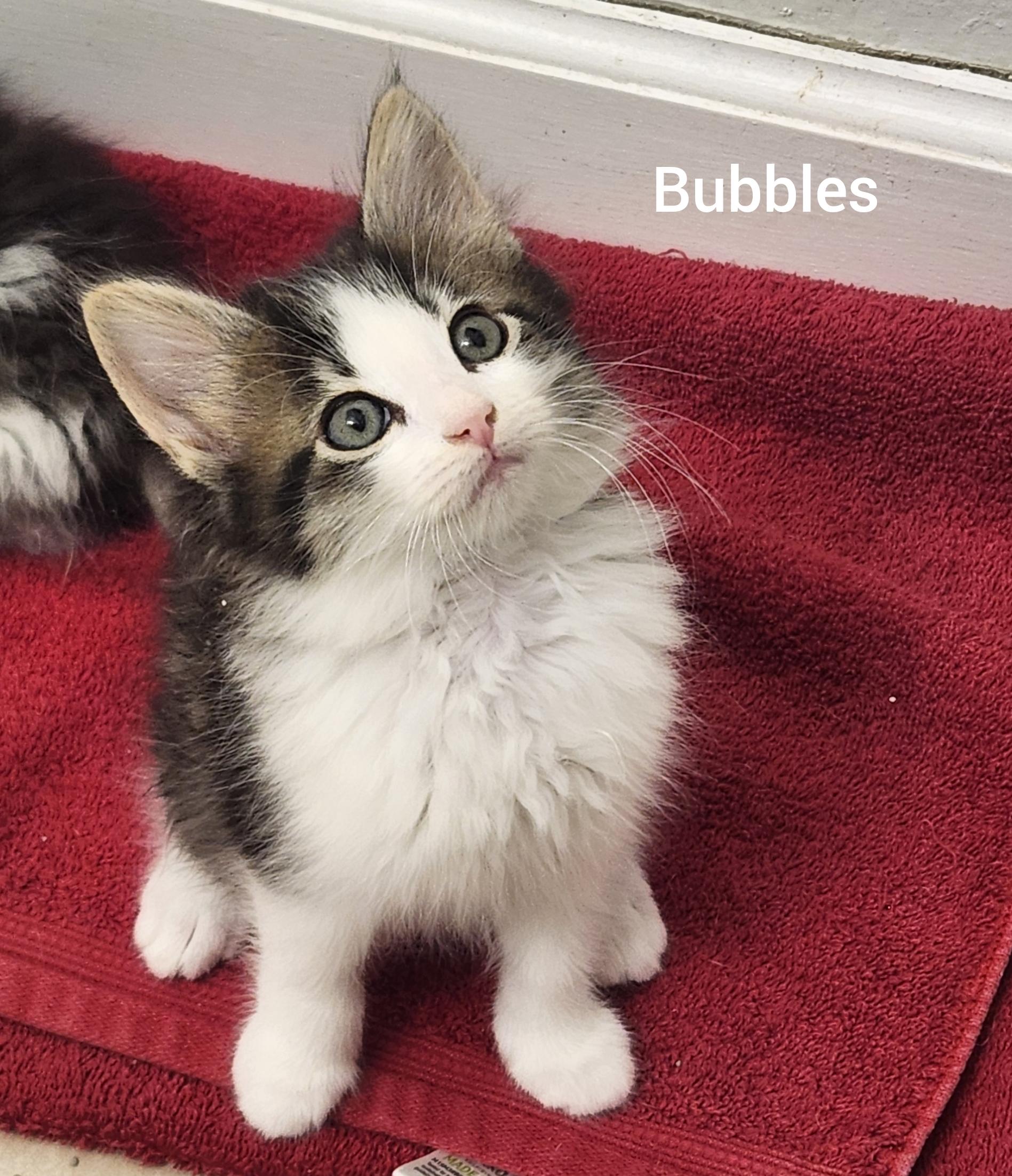 Bubbles ( Powerpuff litter) Orlando Fl, ADOPTABLE, Kitten Female Domestic Long Hair.