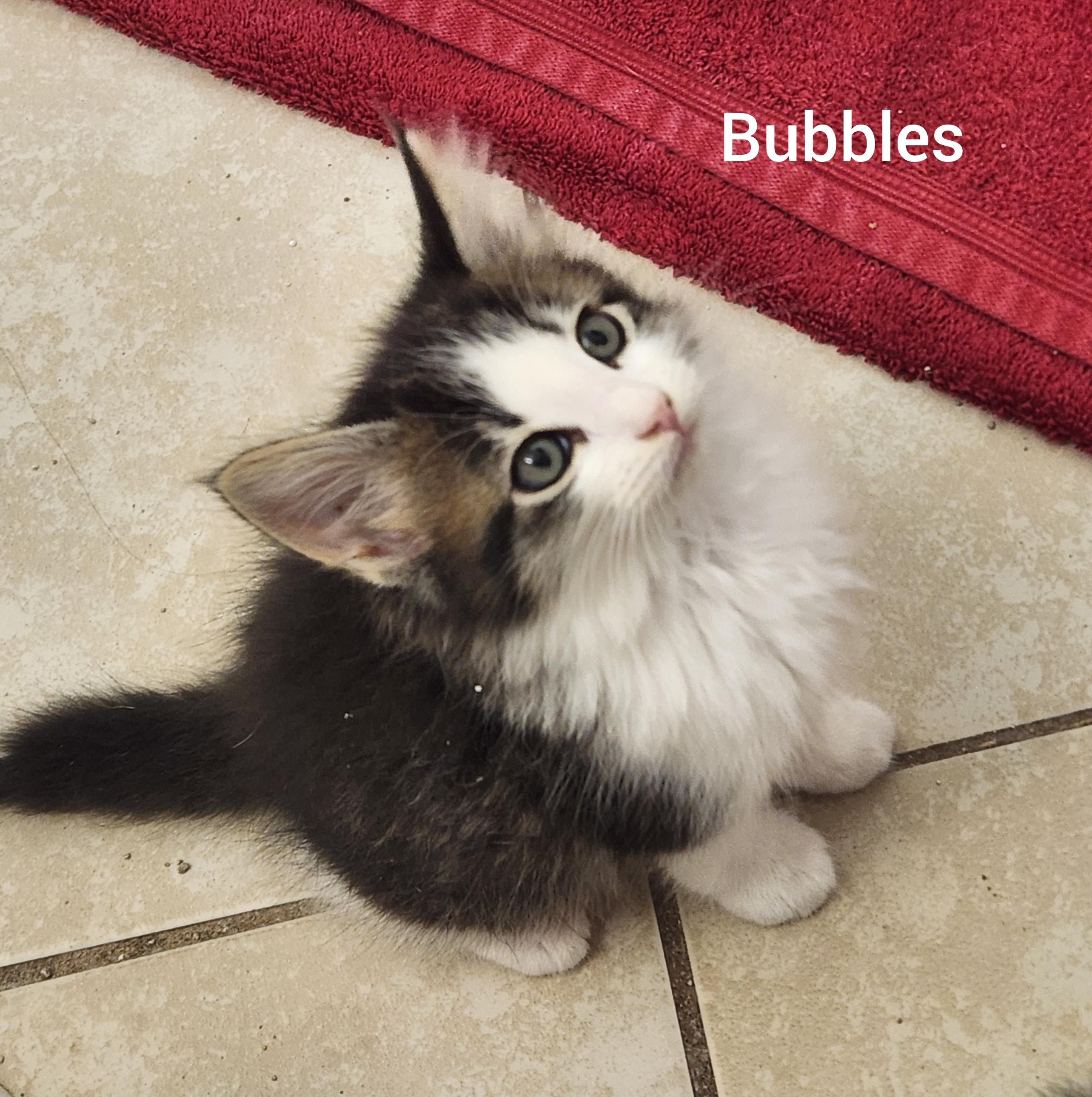 Enlarge Bubbles ( Powerpuff litter) Orlando Fl, a ADOPTABLE Domestic Long Hair in Orlando, FL image 2/2
