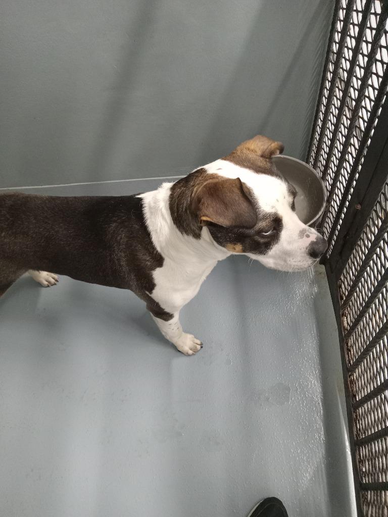 Cedar, Adoptable, Adult Male Mixed Breed.