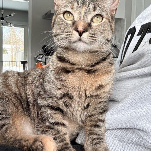 Elsa, Adoptable, Young Female Domestic Short Hair & Tabby.