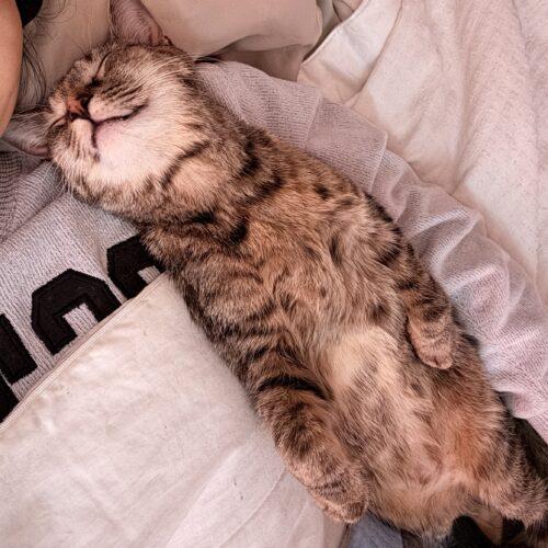 Enlarge Elsa, a Adoptable mixed breed in Gaithersburg, MD image 4/4