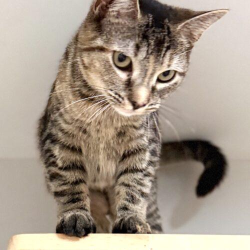 Elsa, Adoptable, Young Female Domestic Short Hair & Tabby.