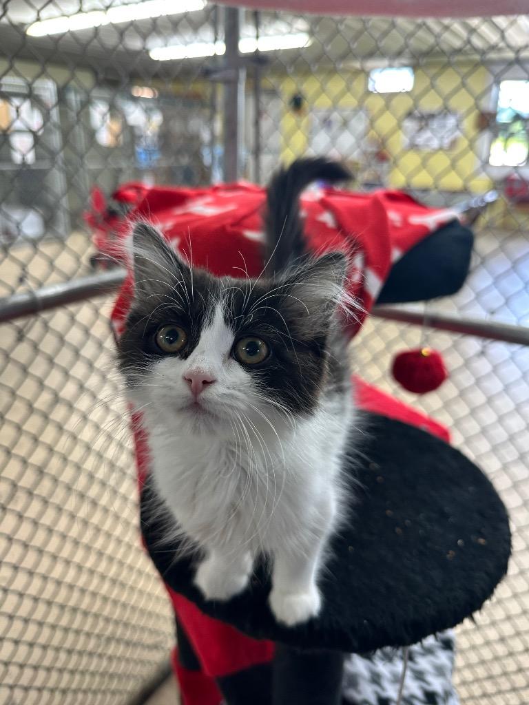River, Adoptable, Kitten Female Domestic Short Hair.