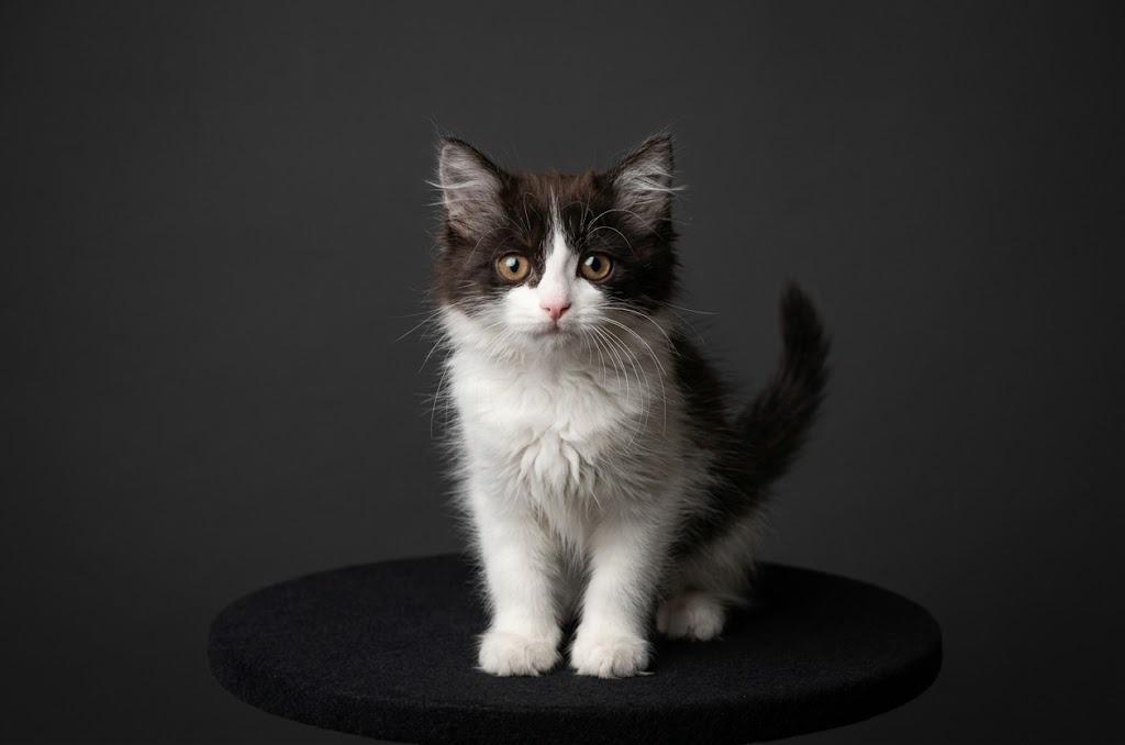 Enlarge River, a Adoptable mixed breed in Waverly, NY image 2/3