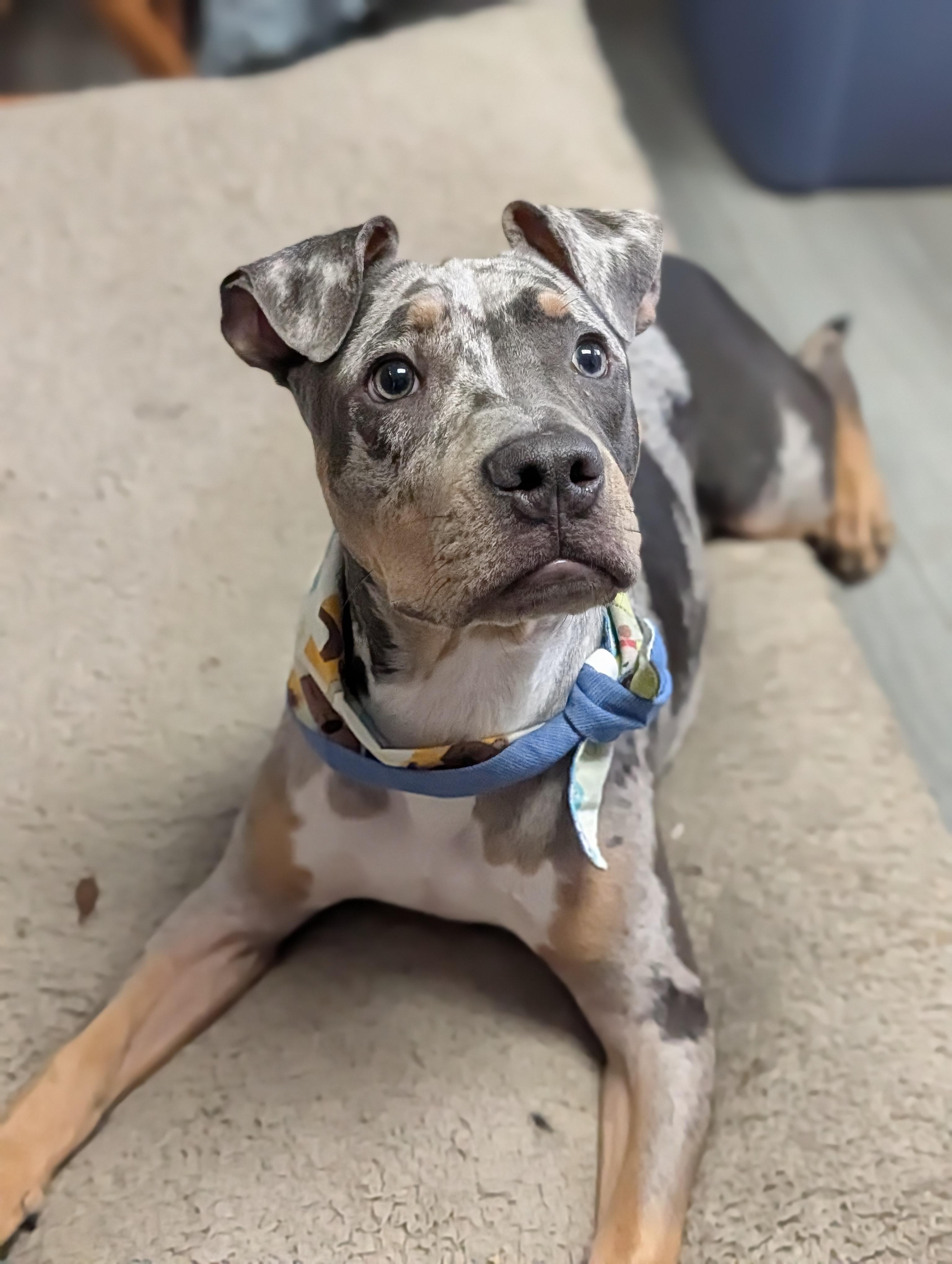 Enlarge Hobbs, an adopted mixed breed in Plainfield, NJ image 2/2