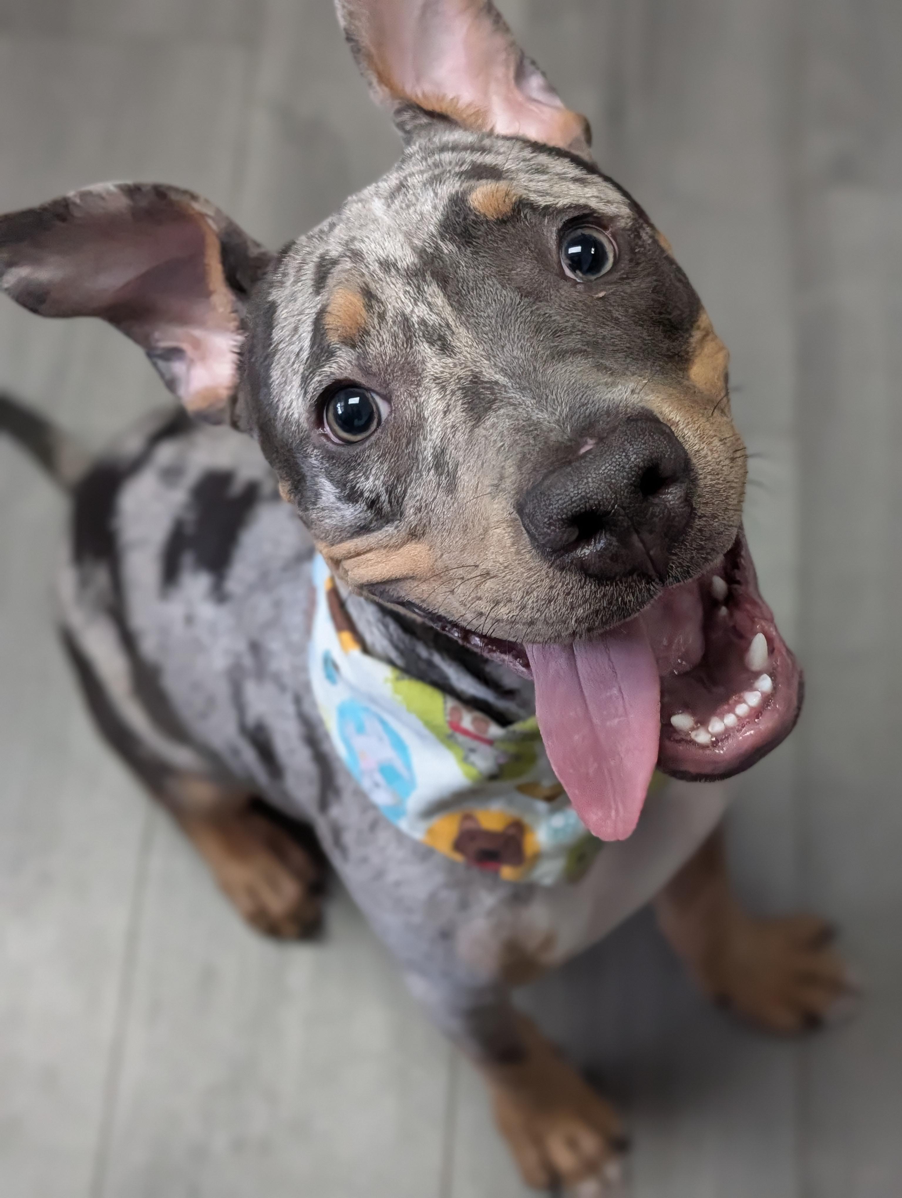 Hobbs, adopted, Puppy Male American Bully.