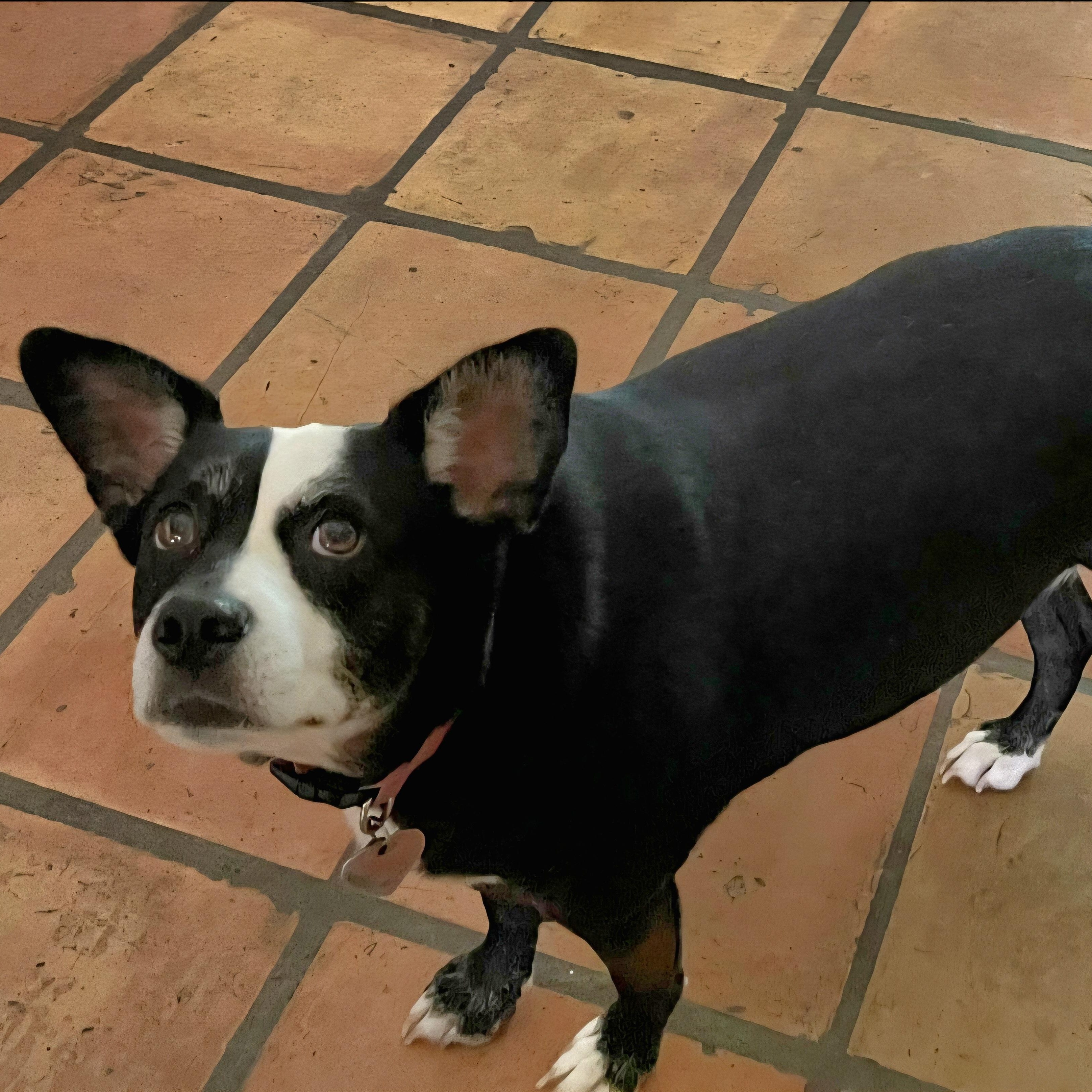 Millie 3