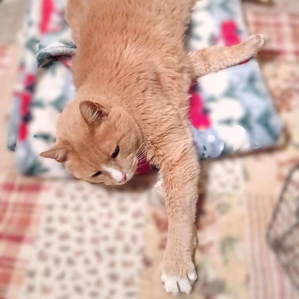 Sunny — thumbnail 2