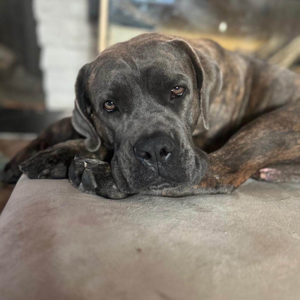 Enlarge Ilean, a Adoptable Cane Corso in Riverside, CA image 1/5