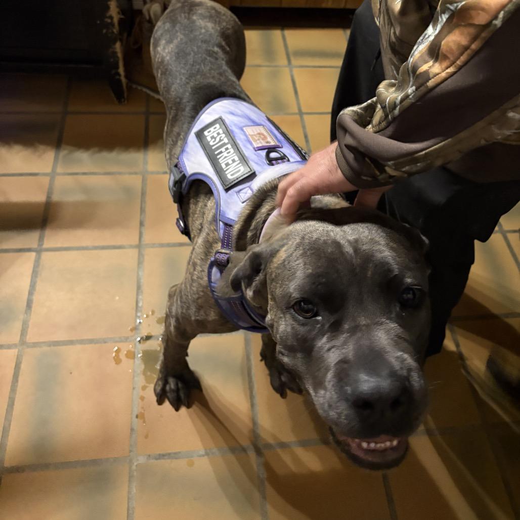 Enlarge Ilean, a Adoptable Cane Corso in Riverside, CA image 3/6