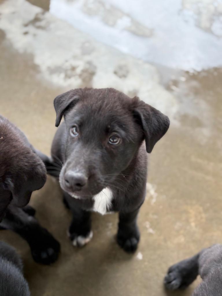 Donatella, Adoptable, Puppy Male Labrador Retriever & Great Pyrenees.