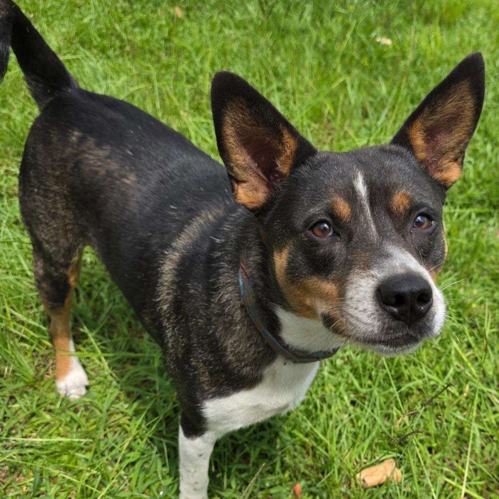 Todd, Adoptable, Adult Male Terrier.