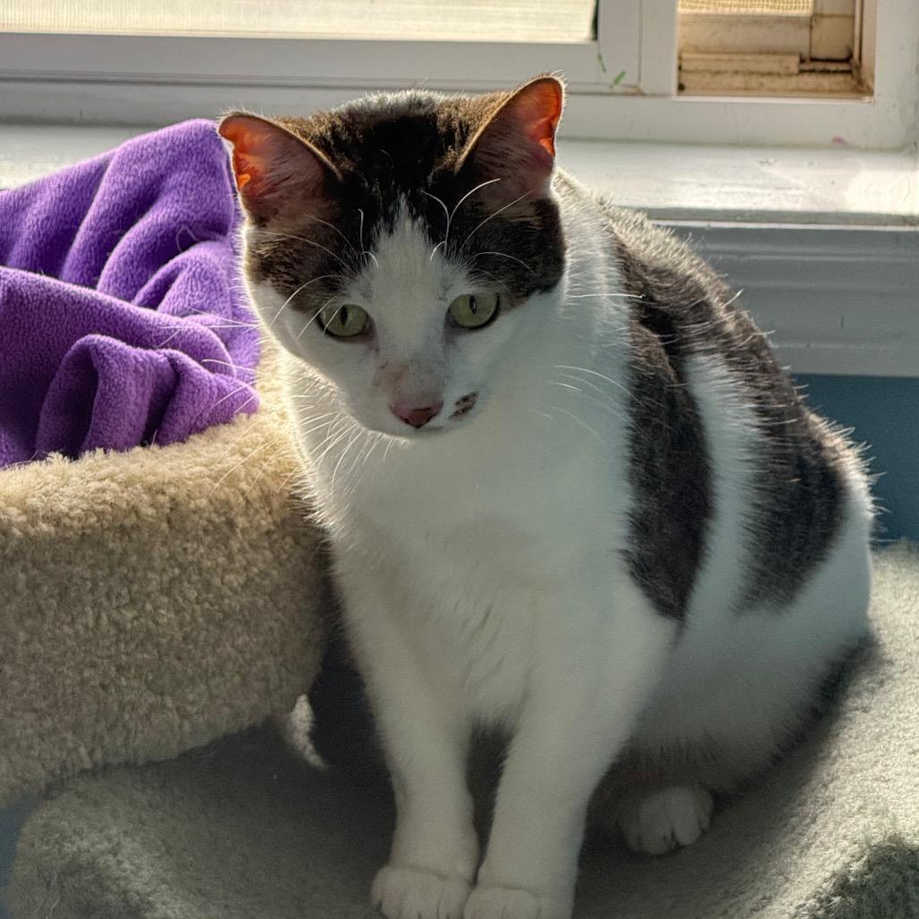 Marilyn, Adoptable, Adult Female Domestic Short Hair.