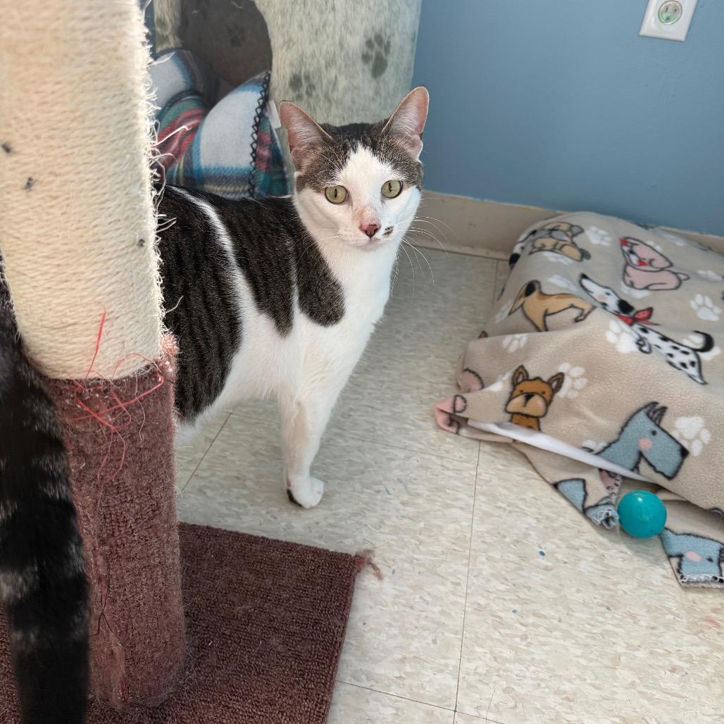 Enlarge Marilyn, a Adoptable Domestic Short Hair in Milford, IA image 2/4