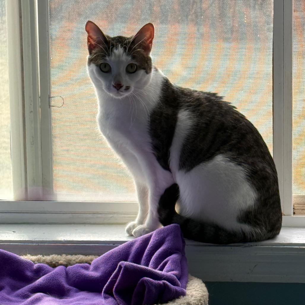 Enlarge Marilyn, a Adoptable Domestic Short Hair in Milford, IA image 3/4