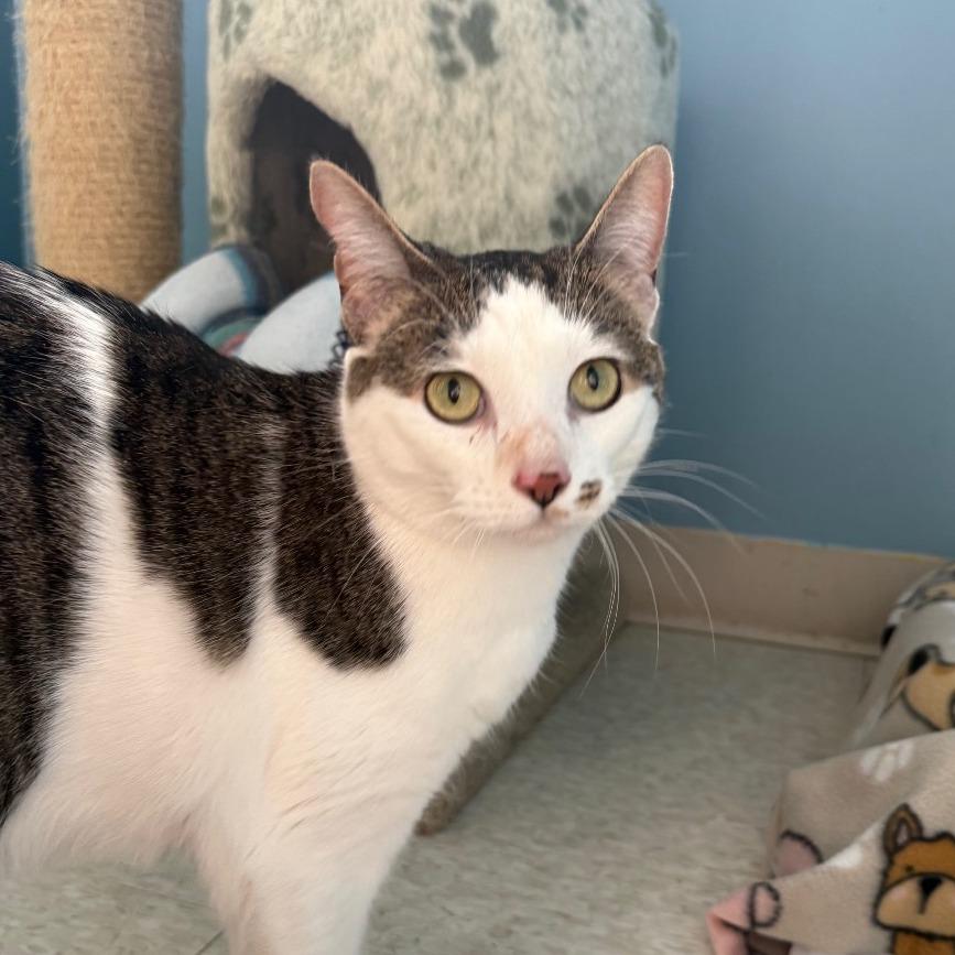 Enlarge Marilyn, a Adoptable Domestic Short Hair in Milford, IA image 4/4