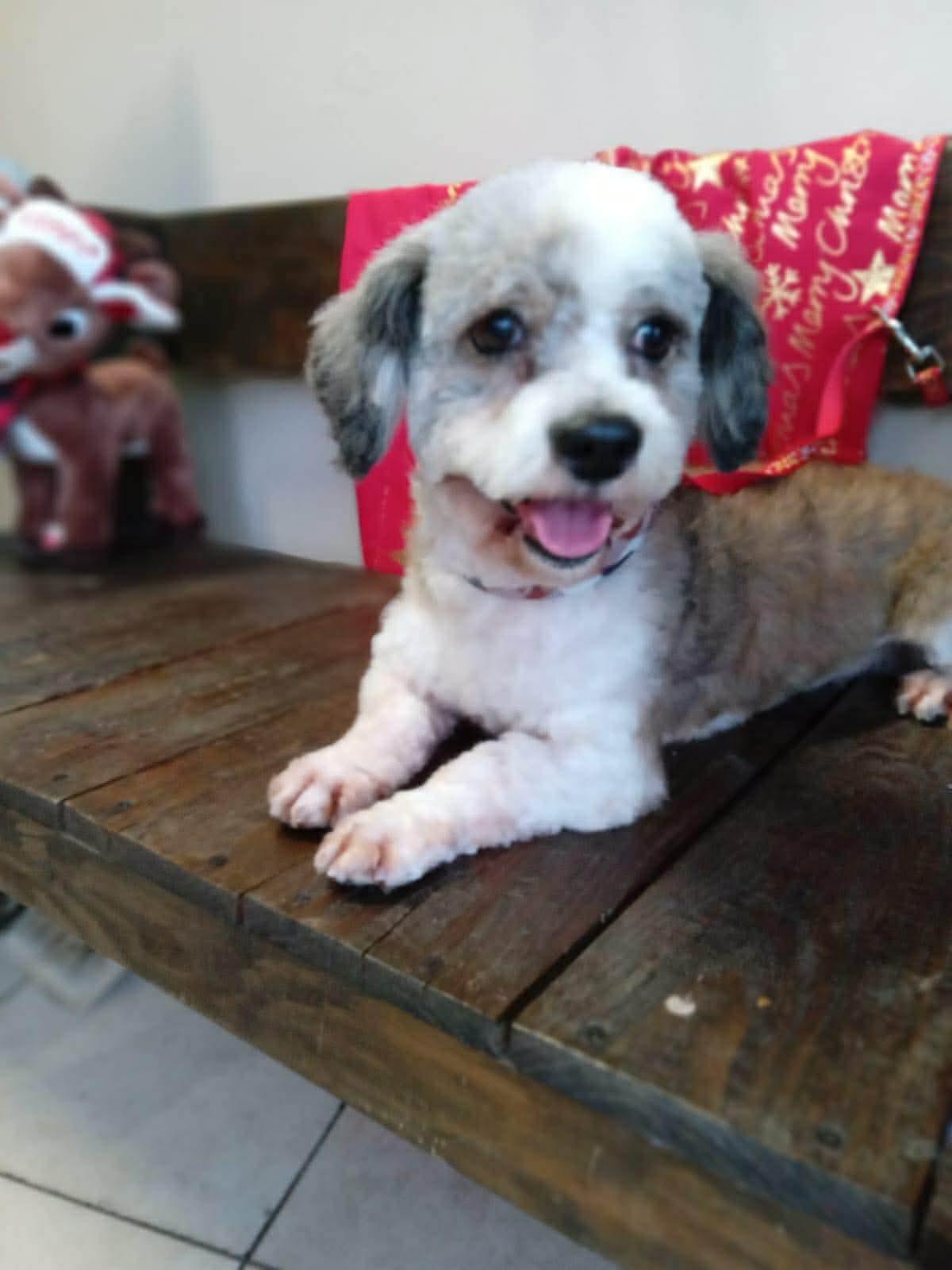 Picasso, ADOPTABLE, Young Male Shih Tzu & Maltese.