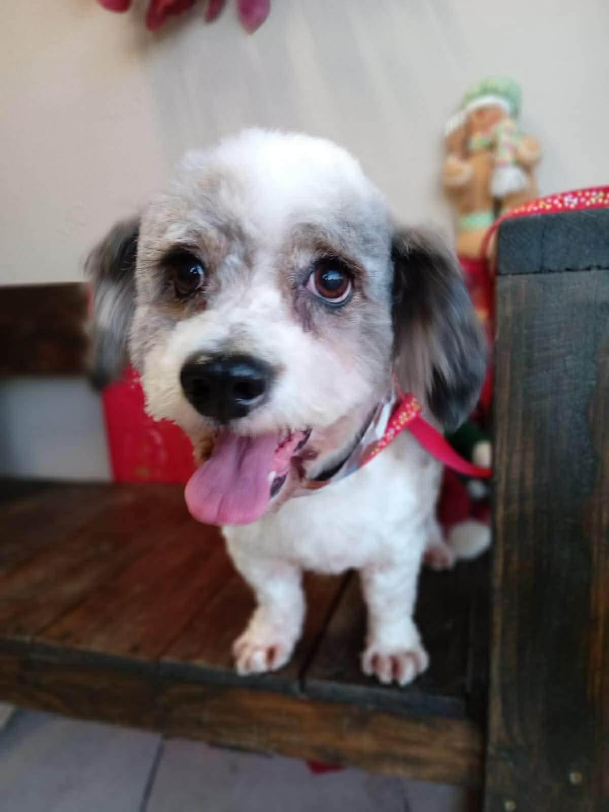 Enlarge Picasso, a ADOPTABLE mixed breed in Vancouver, BC image 2/4