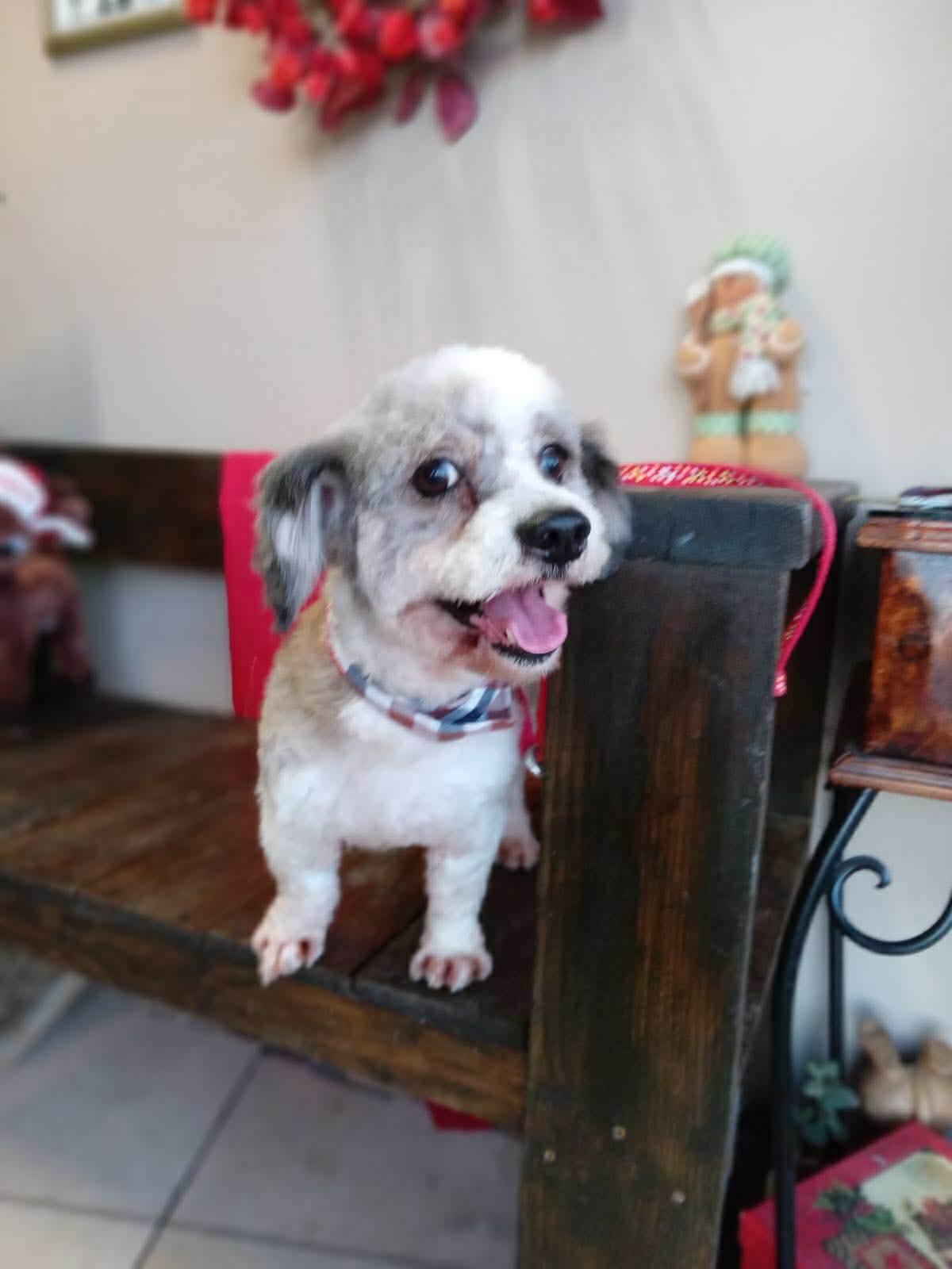 Enlarge Picasso, a ADOPTABLE mixed breed in Vancouver, BC image 3/4