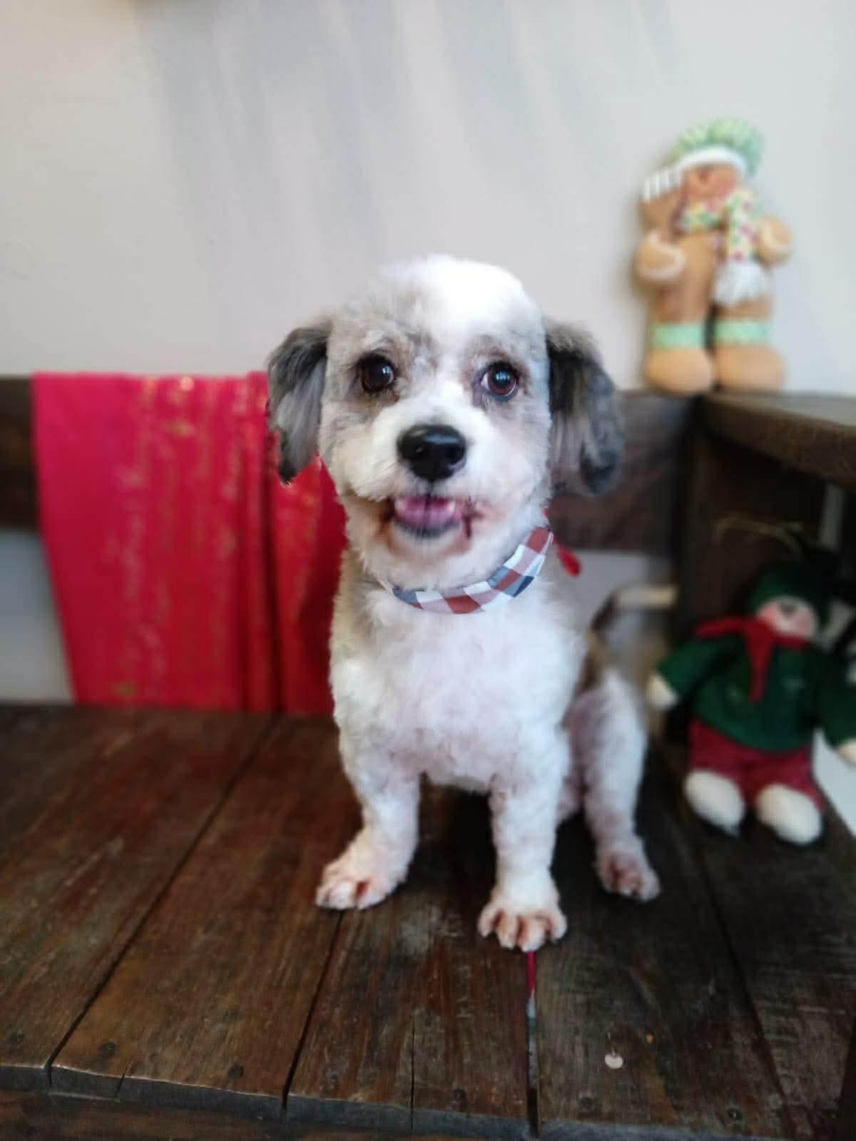 Enlarge Picasso, a ADOPTABLE mixed breed in Vancouver, BC image 4/4