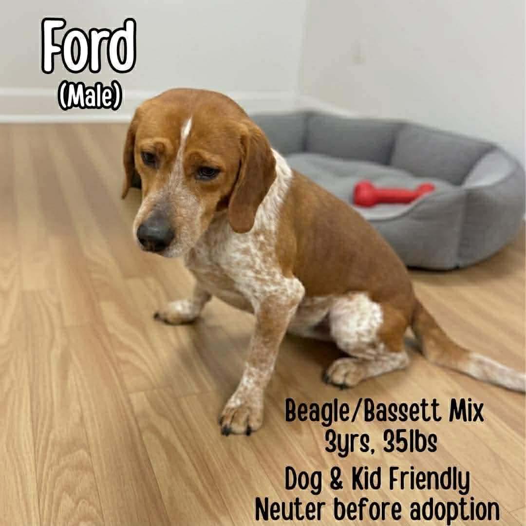 Enlarge Ford, a Adoptable mixed breed in Westwood, NJ image 1/2