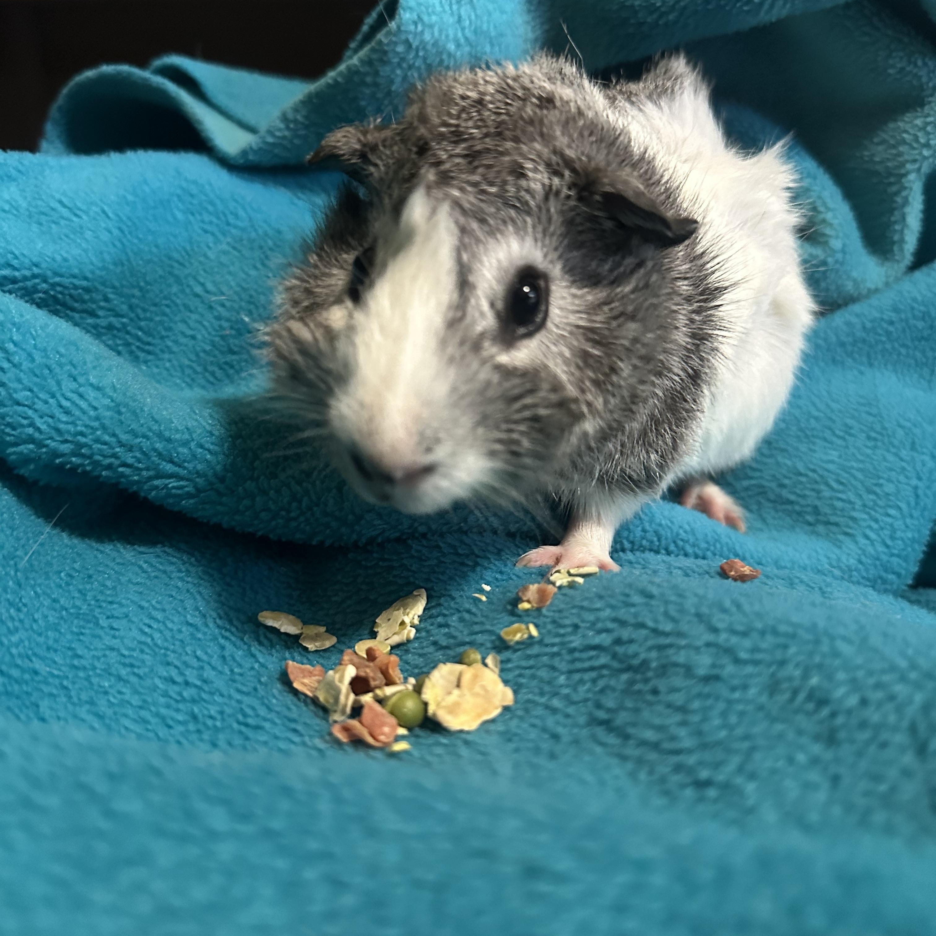 Cyrus, adoptable, Young Male Guinea Pig.