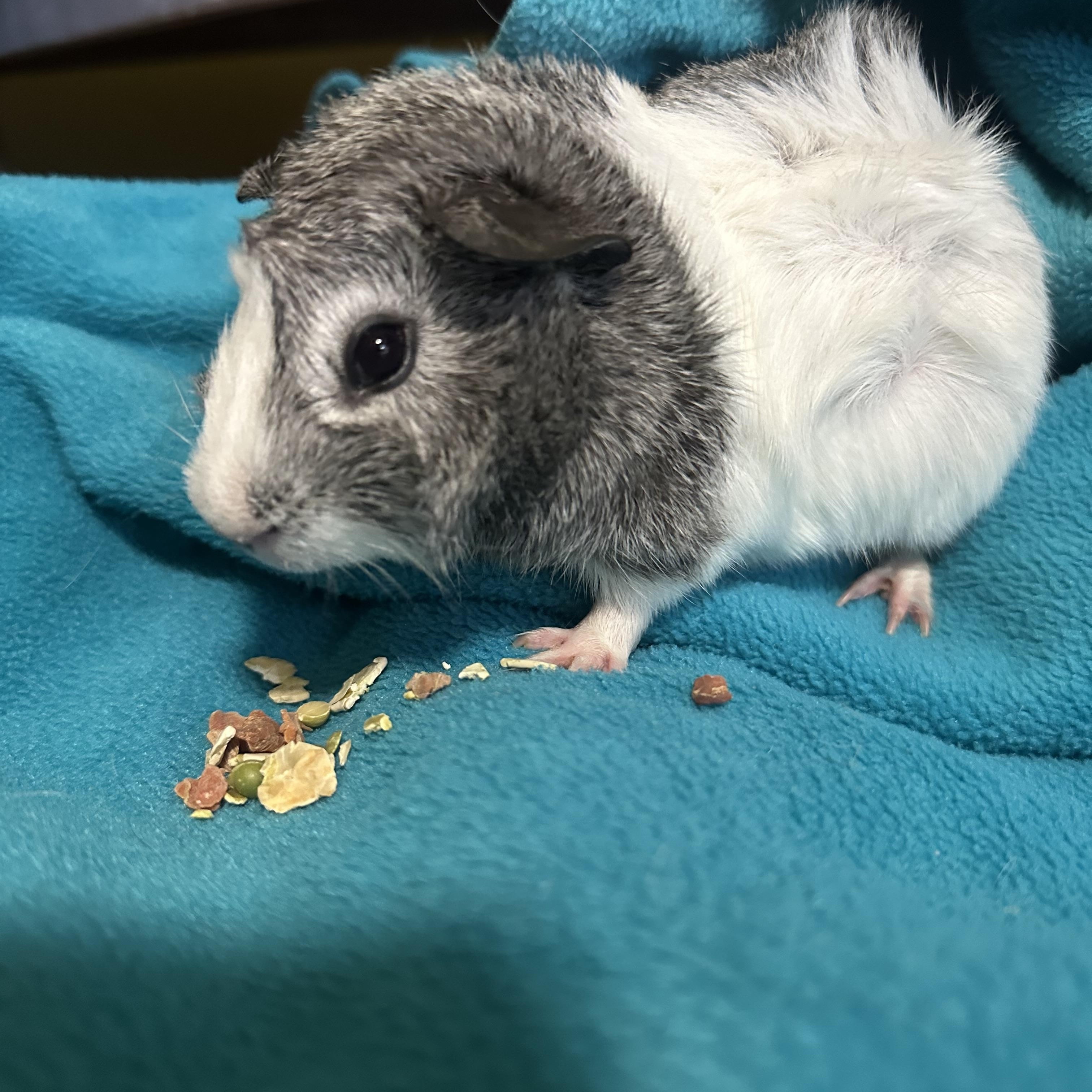 Enlarge Cyrus, an adoptable Guinea Pig in Austin, TX image 2/3