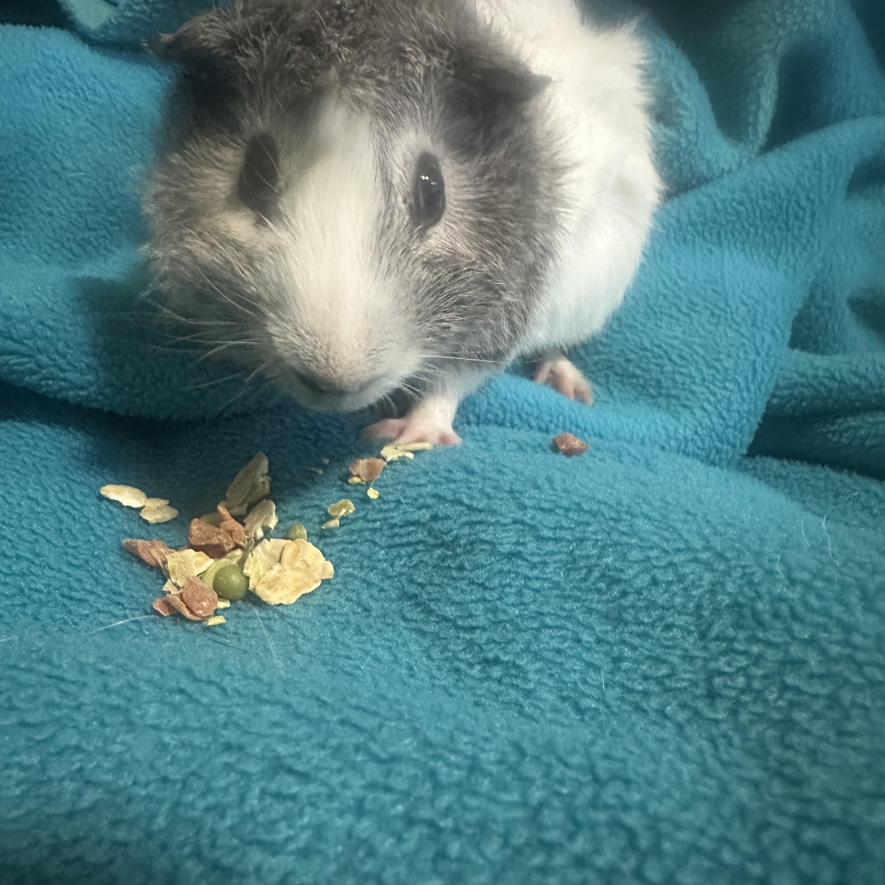 Enlarge Cyrus, an adoptable Guinea Pig in Austin, TX image 3/3