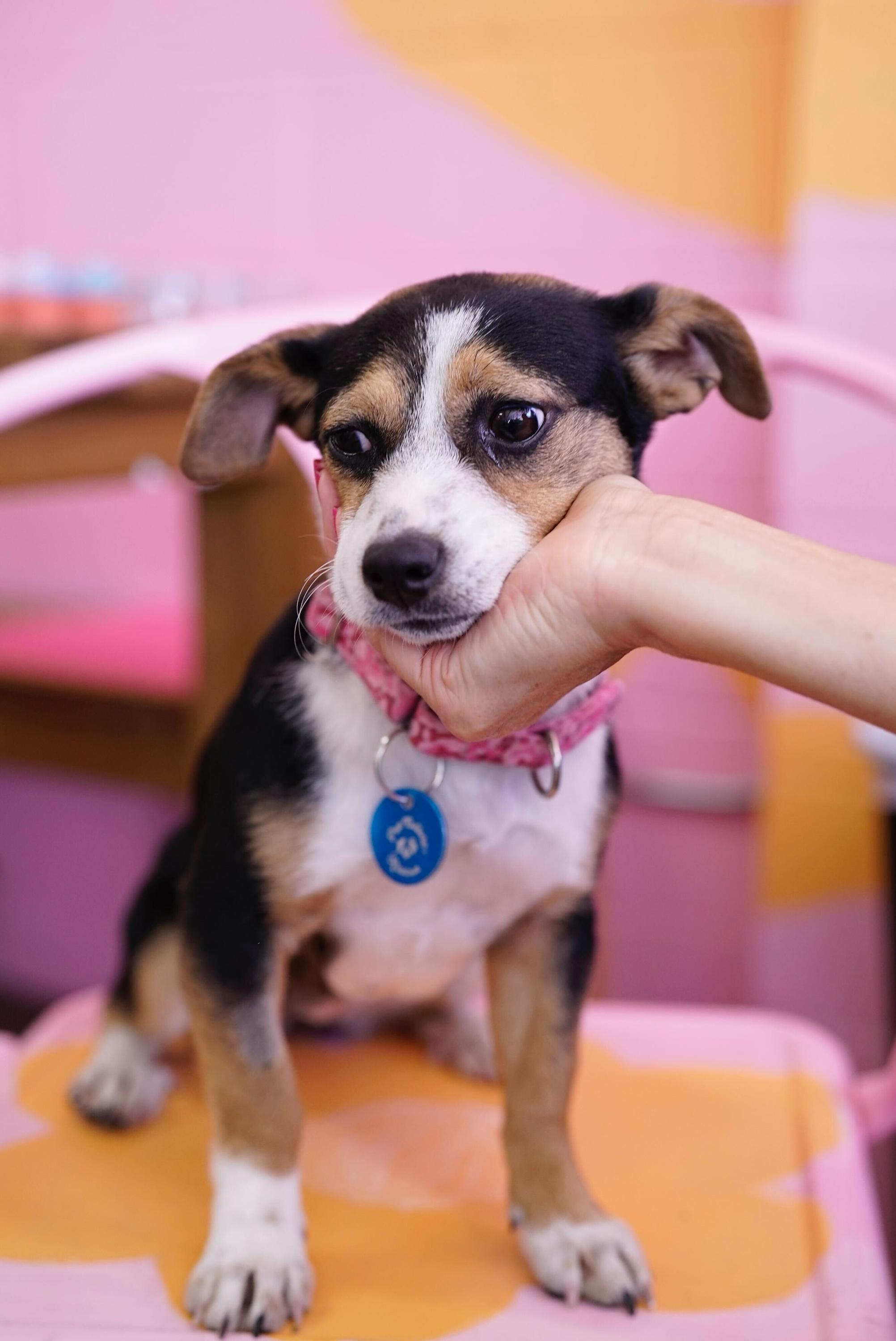 Enlarge Clementine, an adopted mixed breed in Pasadena, CA image 5/6