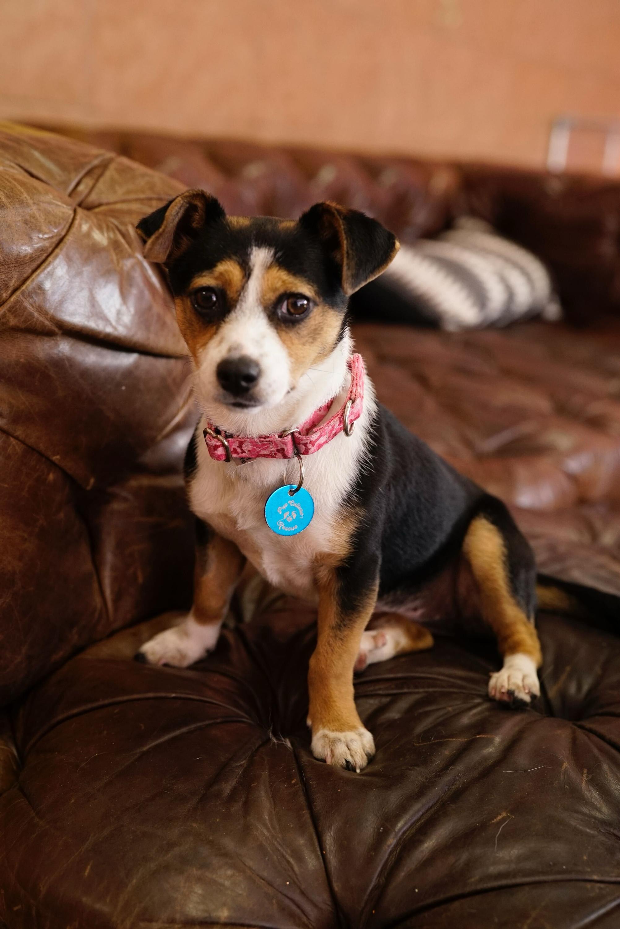 Enlarge Clementine, an adopted mixed breed in Pasadena, CA image 6/6