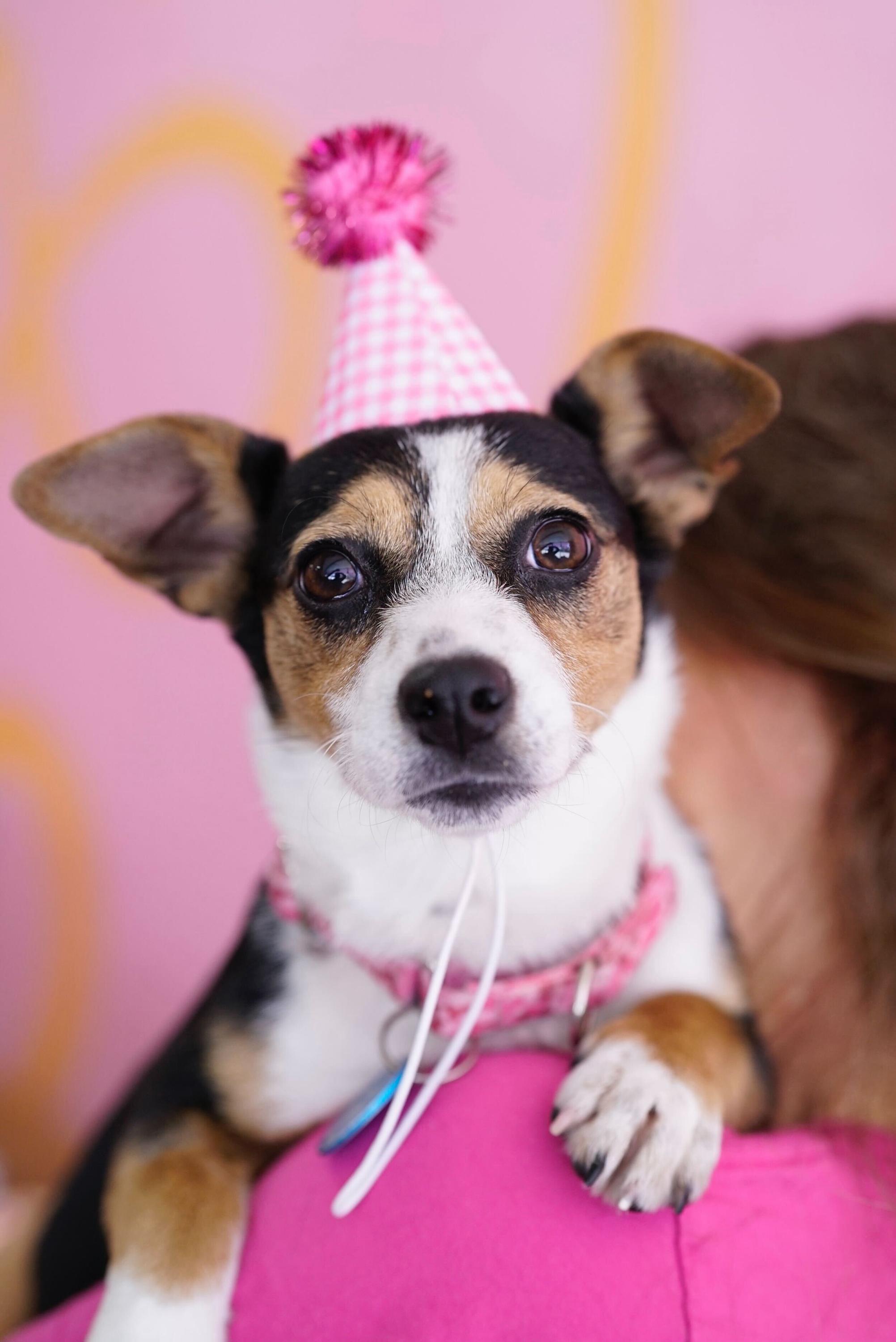 Enlarge Clementine, an adopted mixed breed in Pasadena, CA image 1/6